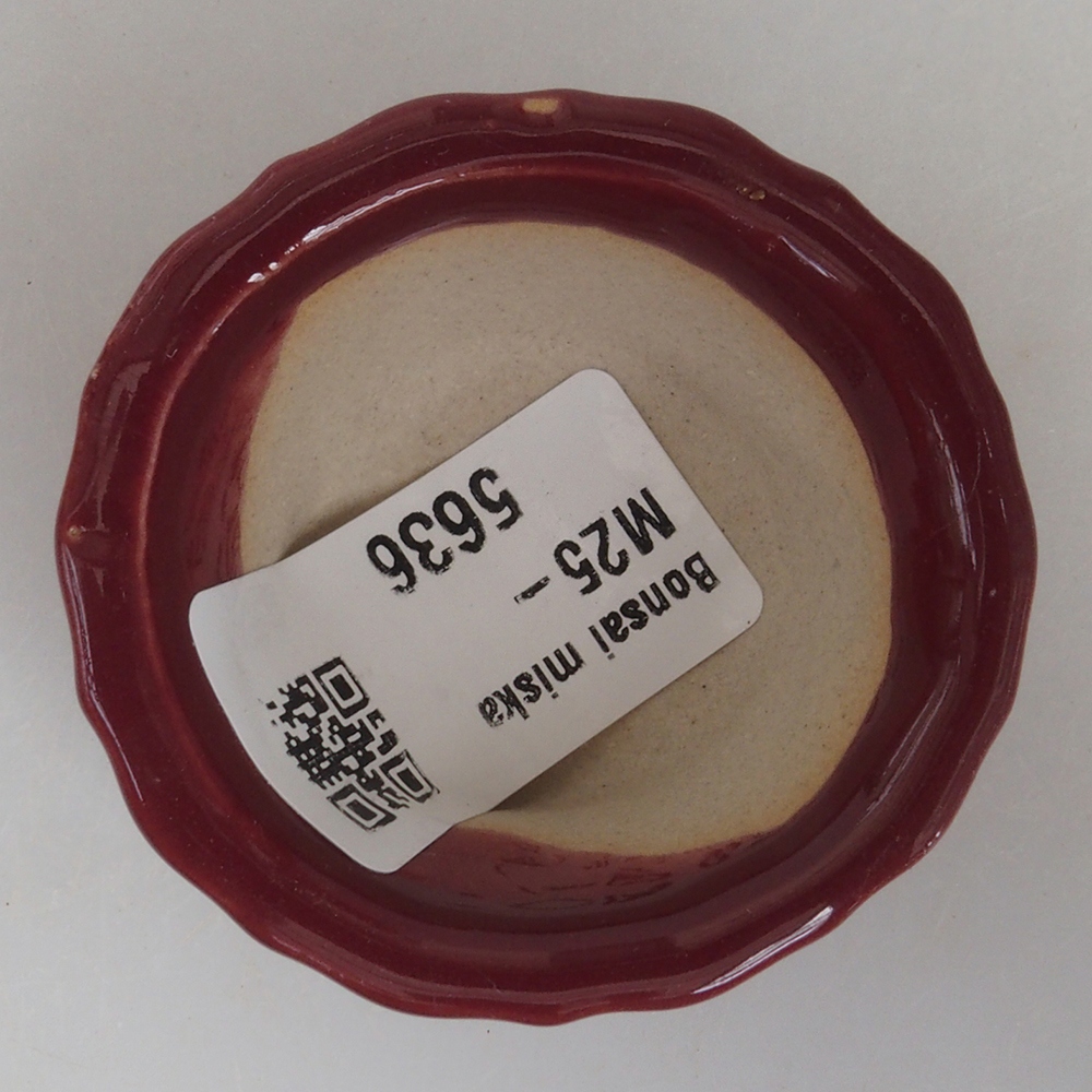 Mini bonsai 5 x 5 x 2,5 cm, colore bordeaux