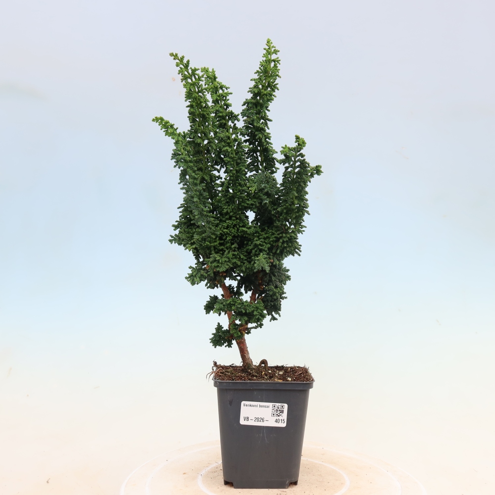Bonsai da esterno - Cham. obtusa SEKKA HINOKI - Cipresso