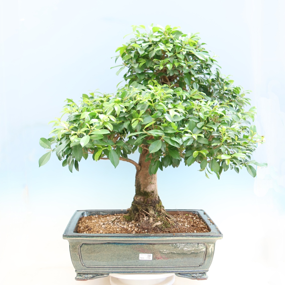 Camera bonsai - Ciliegio australiano - Eugenia uniflora