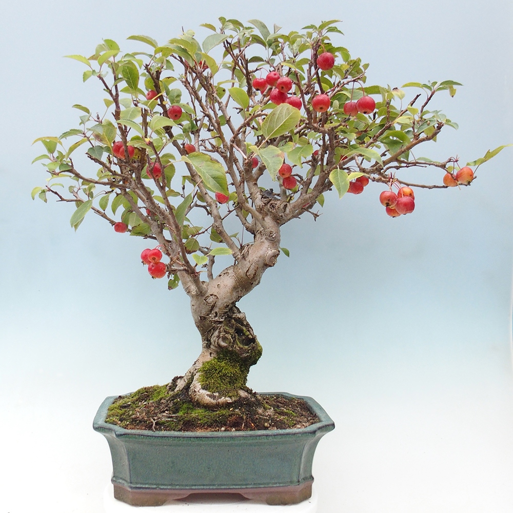 Bonsai da esterno -Malus halliana - Melo a frutto piccolo