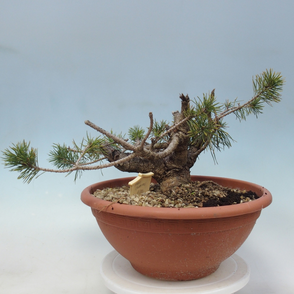 Yamadori - Pinus sylvestris Spagna