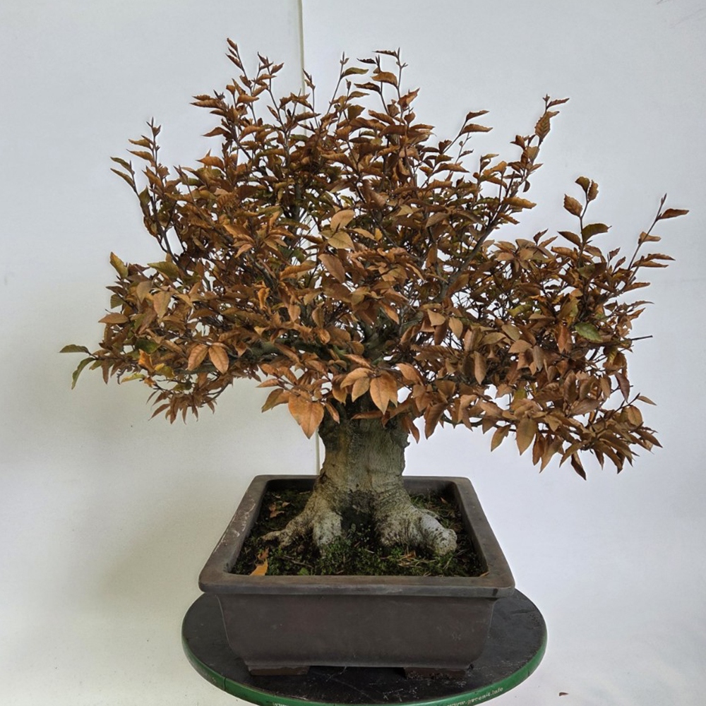 Bonsai da esterno - Fagus crenata