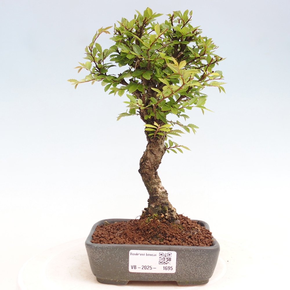 Bonsai da esterno - Zelkova - Zelkova NIRE