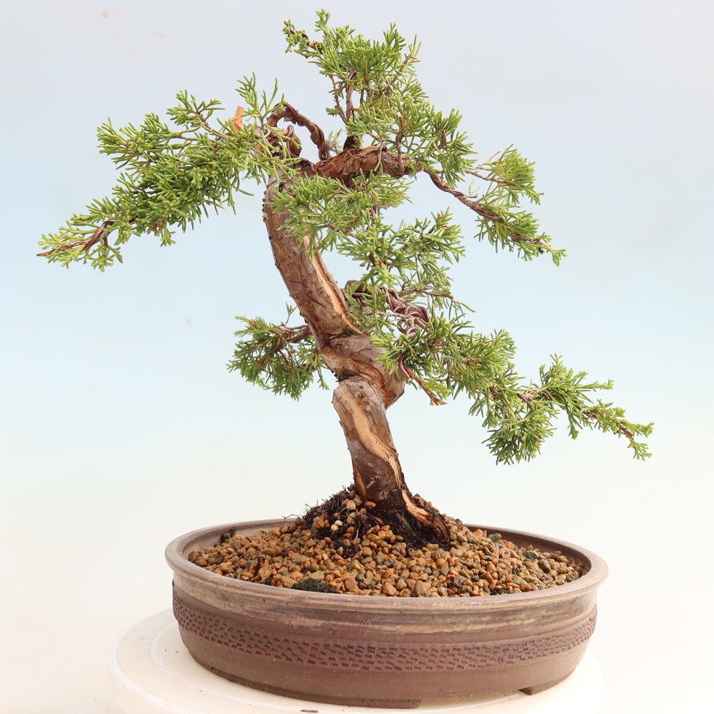 Bonsai da esterno - Juniperus chinensis Itoigawa-Juniperus chinensis