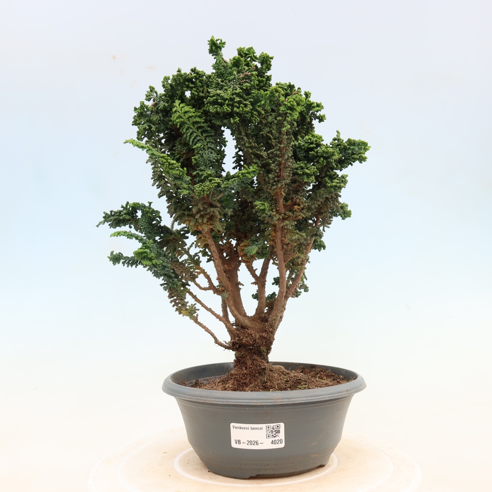Bonsai da esterno - Cham. obtusa SEKKA HINOKI - Cipresso