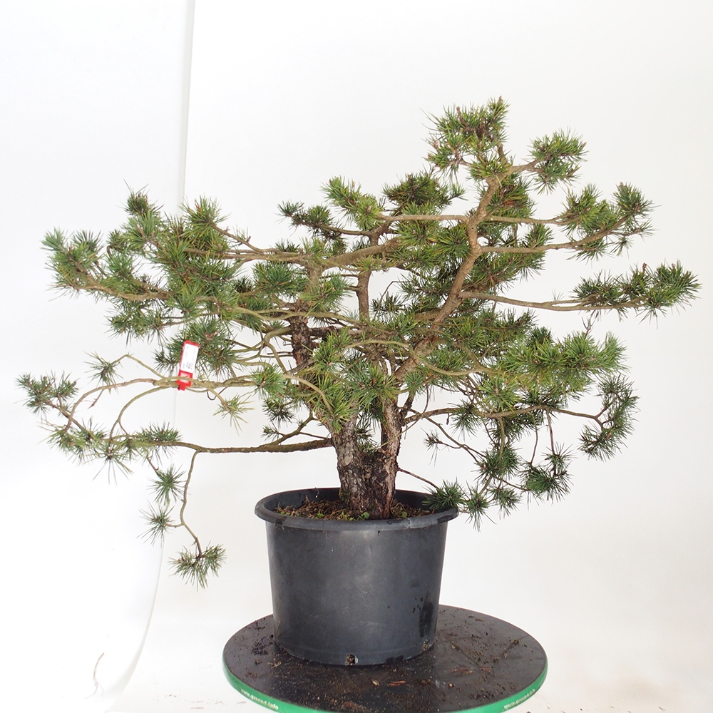 Yamadori - Pinus sylvestris Spagna