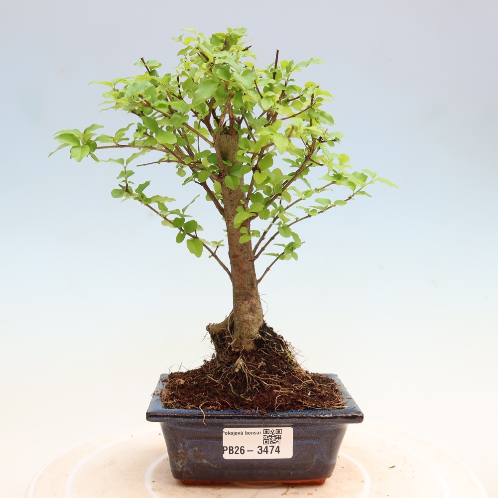 Camera bonsai -Ligustrum chinensis - Becco d'uccello