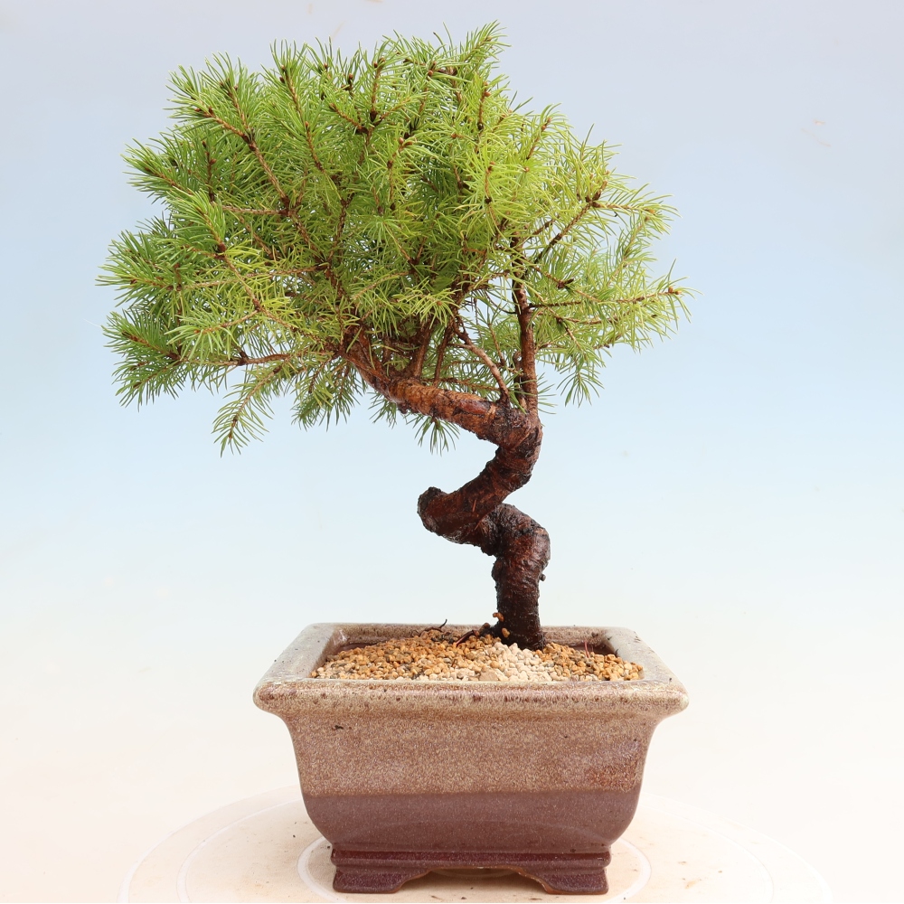 Bonsai da esterno - Abete grigio - Picea glauca globe