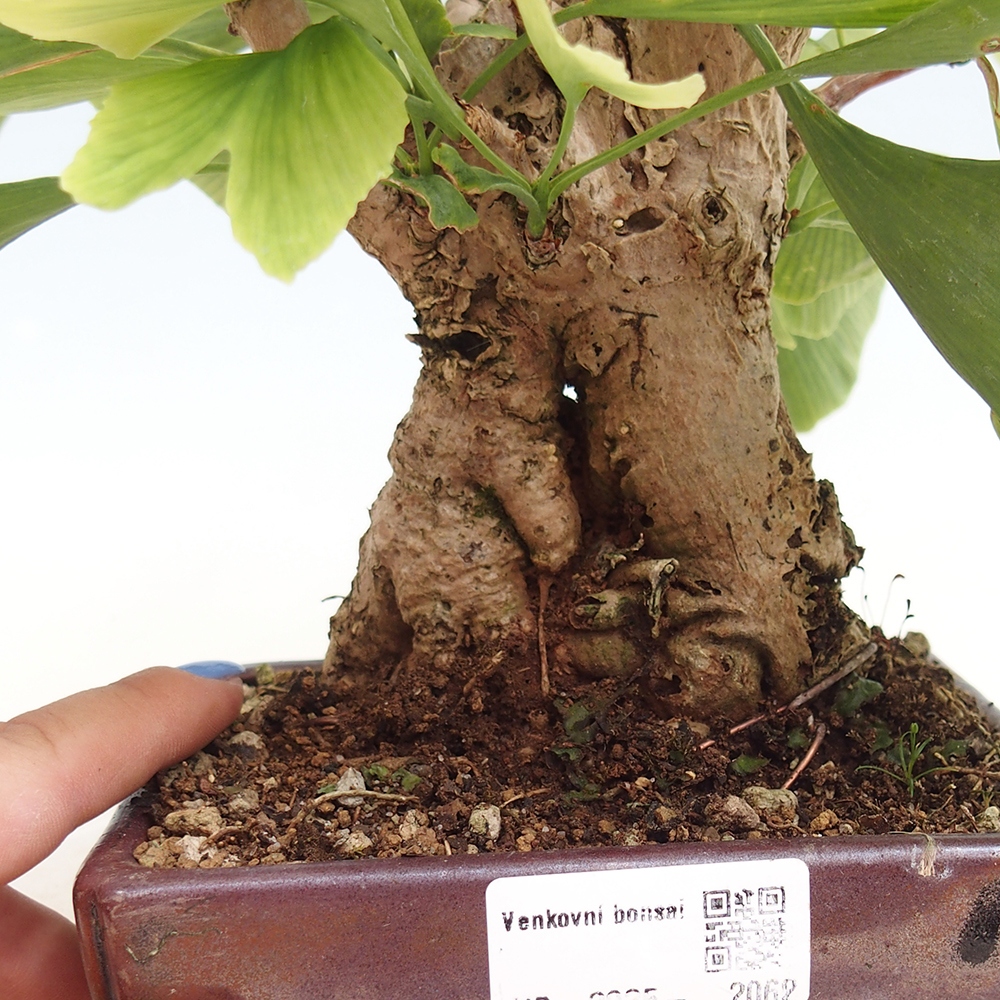 Bonsai da esterno - Ginkgo biloba - Ginkgo biloba