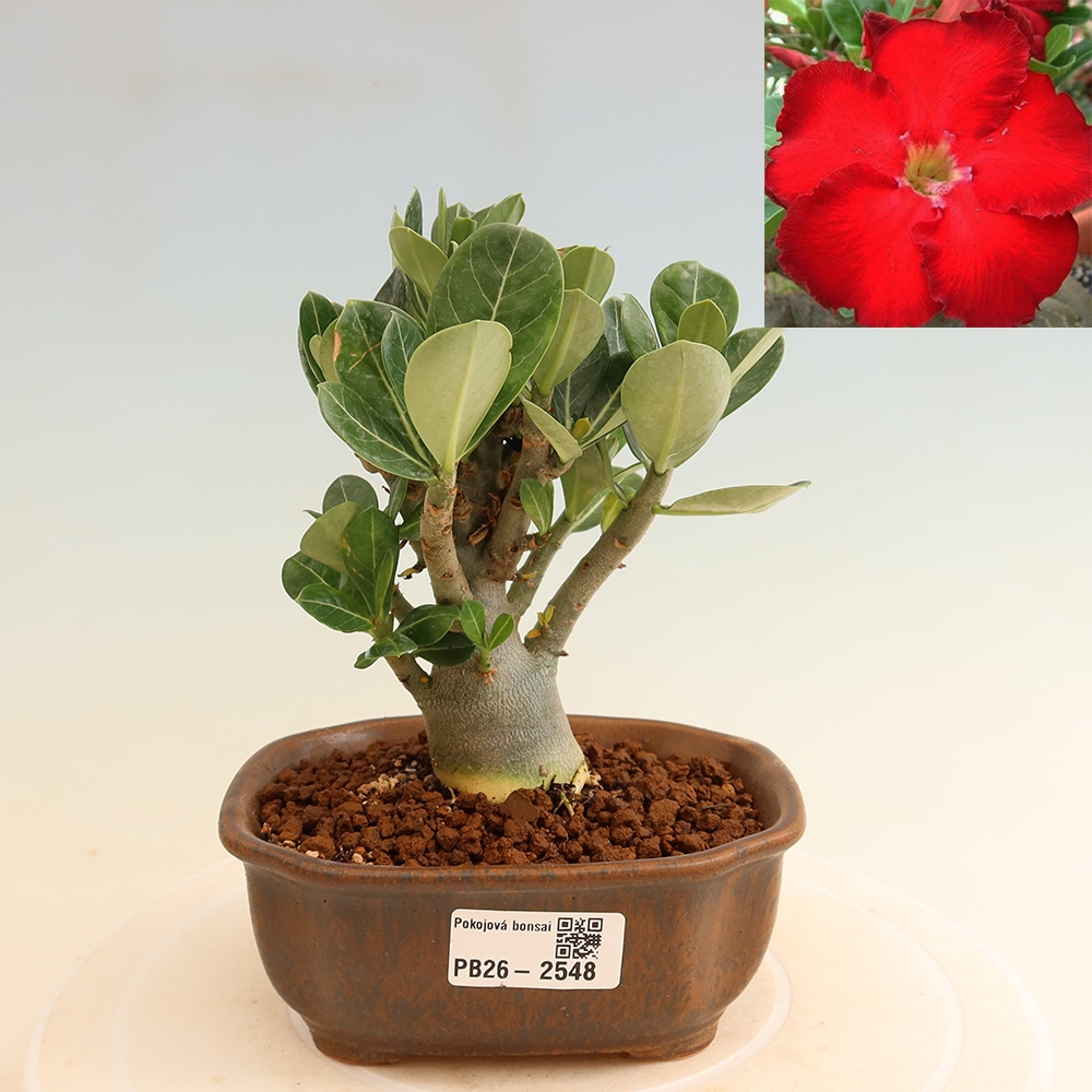 Bonsai da interno - Adenium obesum Red Star - Rosa del deserto