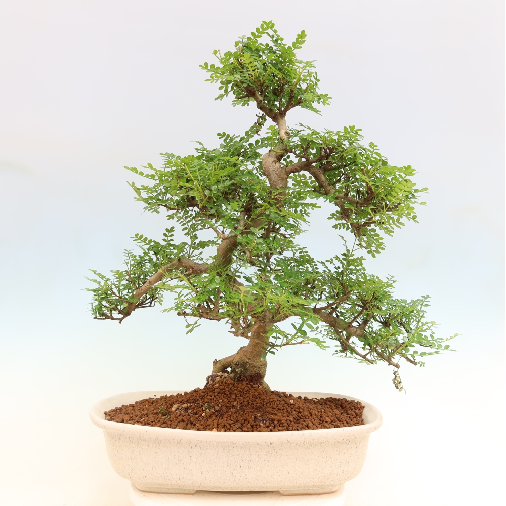 Camera bonsai - Zantoxylum piperitum - albero del pepe