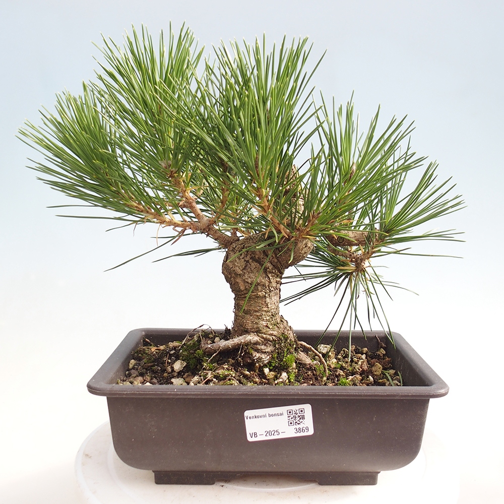 Bonsai da esterno - Pinus thunbergii - Pino di Thunberg