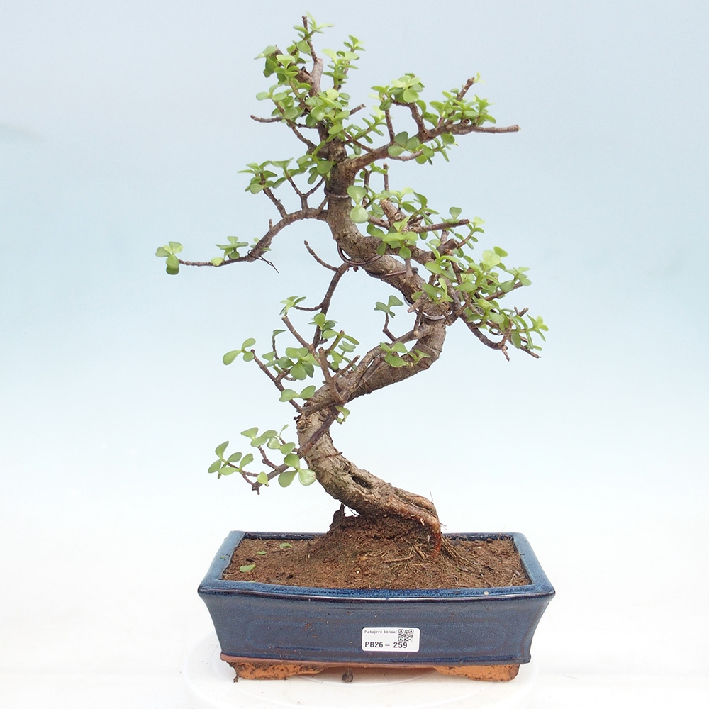 Camera bonsai - Portulakaria Afra - Tlustice