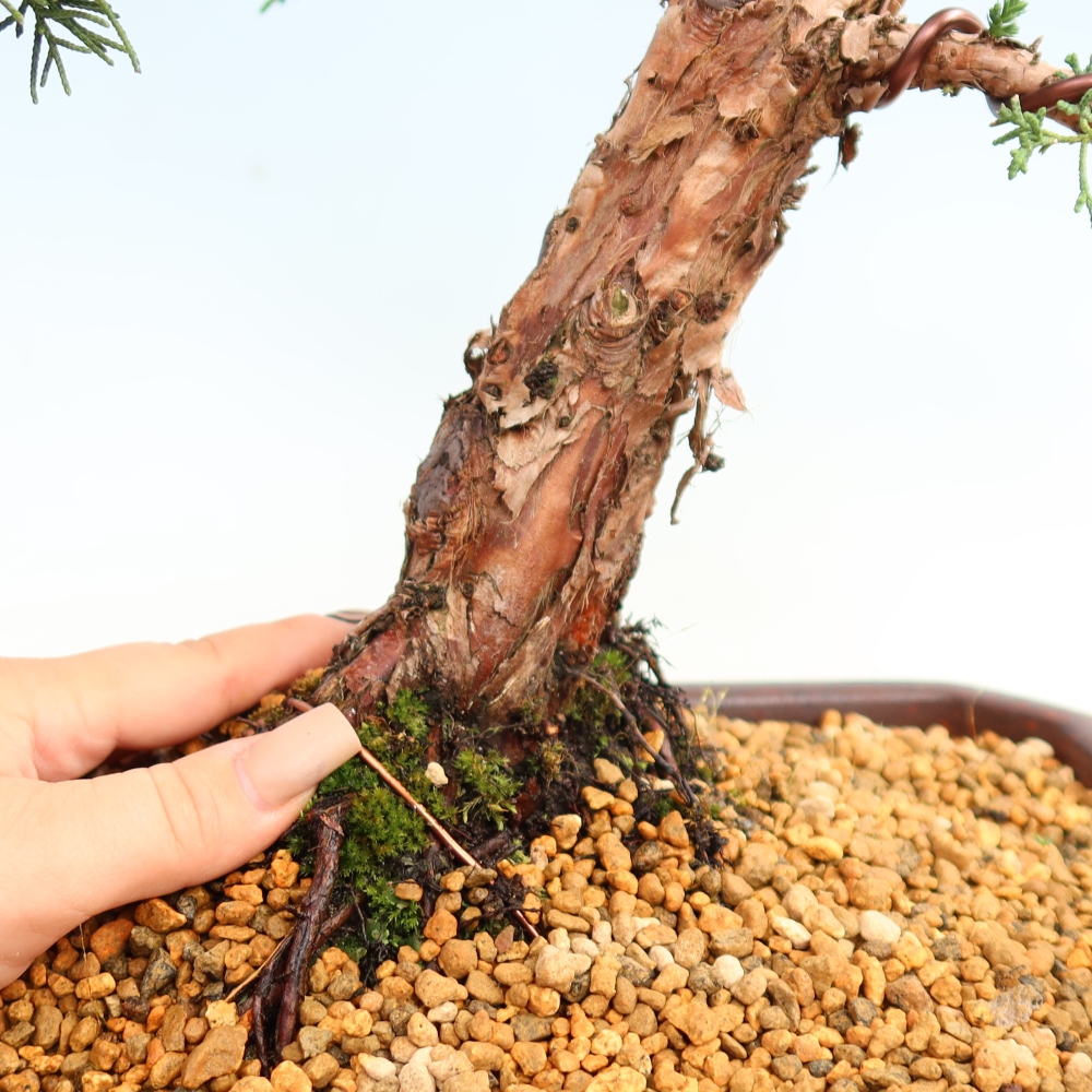 Bonsai da esterno - Juniperus chinensis Kishu