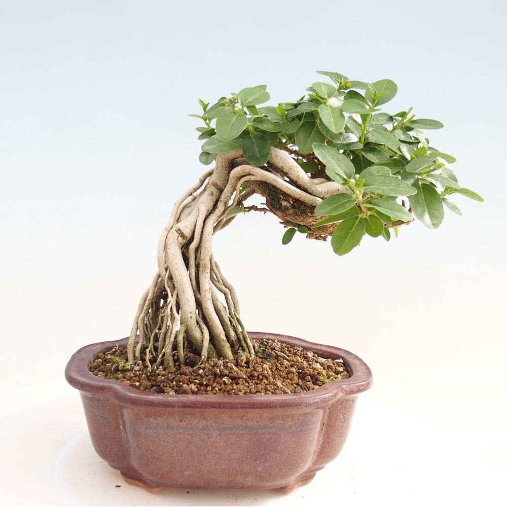 Bonsai da interno - Premna serratifolia - Kozlovna malolista