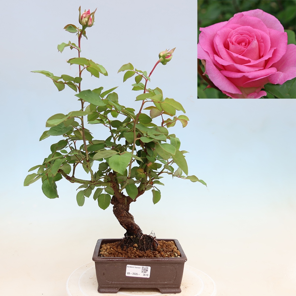 Bonsai da esterno - Rosa Kordes - rosa
