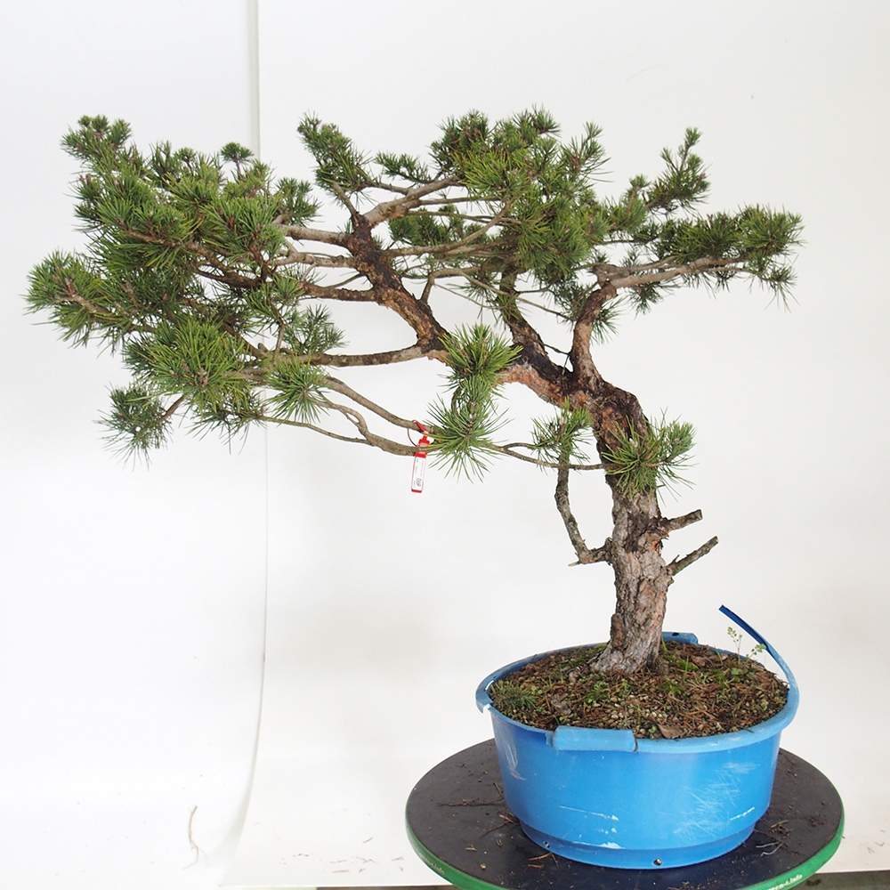 Yamadori - Pinus sylvestris Spagna