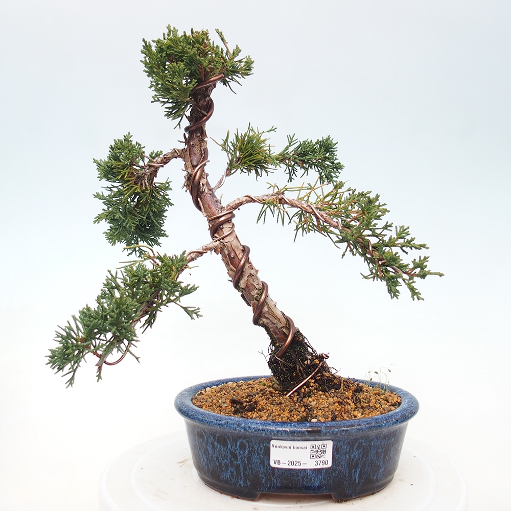 Bonsai da esterno - Juniperus chinensis Kishu