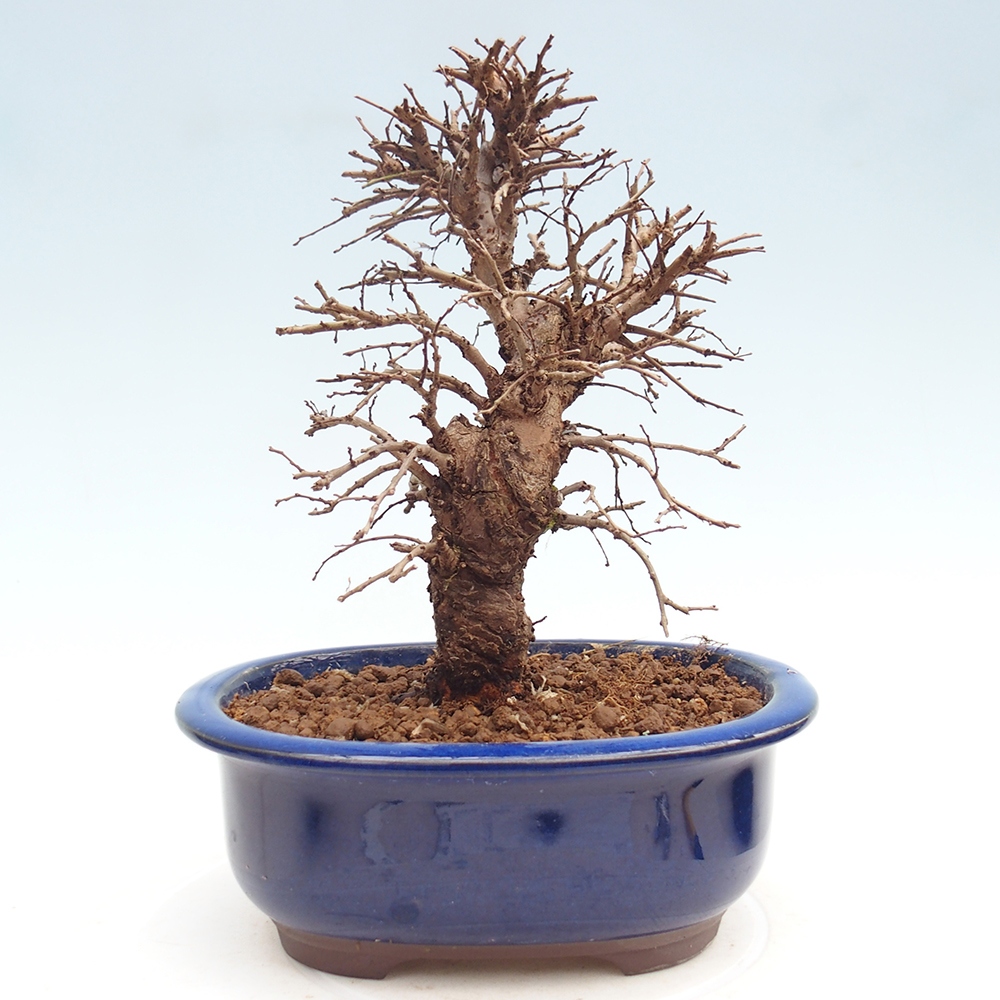 Bonsai da esterno - Zelkova - Zelkova NIRE