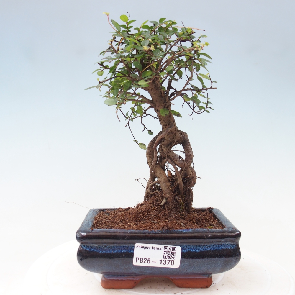 Camera bonsai - Ulmus parvifolia - Olmo a foglie piccole