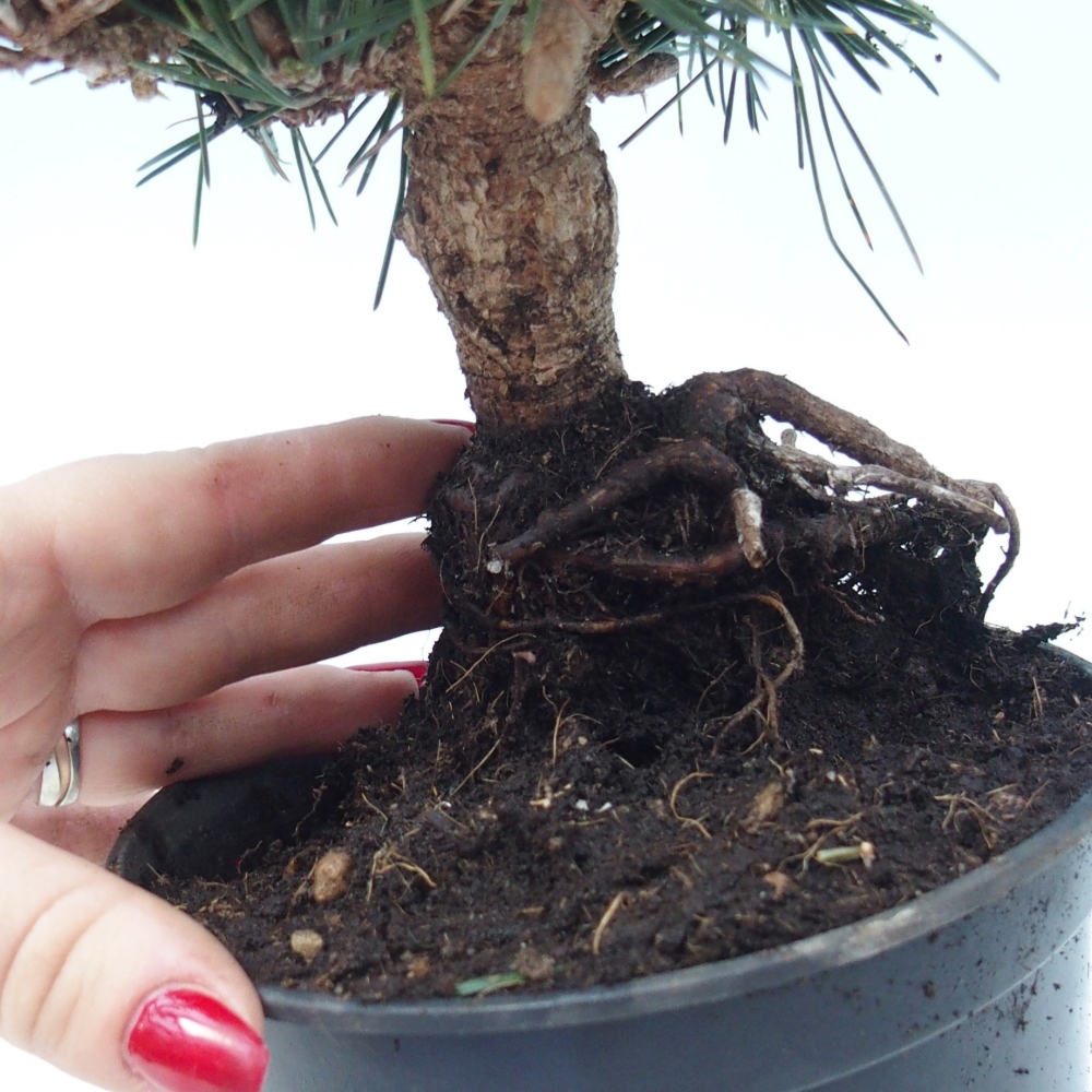Bonsai da esterno - Pinus thunbergii senjyumaru - Pino di Thunberg