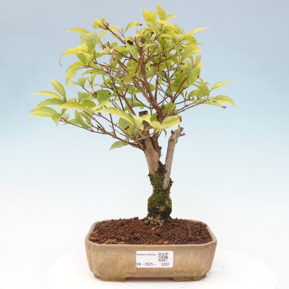 Bonsai da esterno - Callicarpa japonica