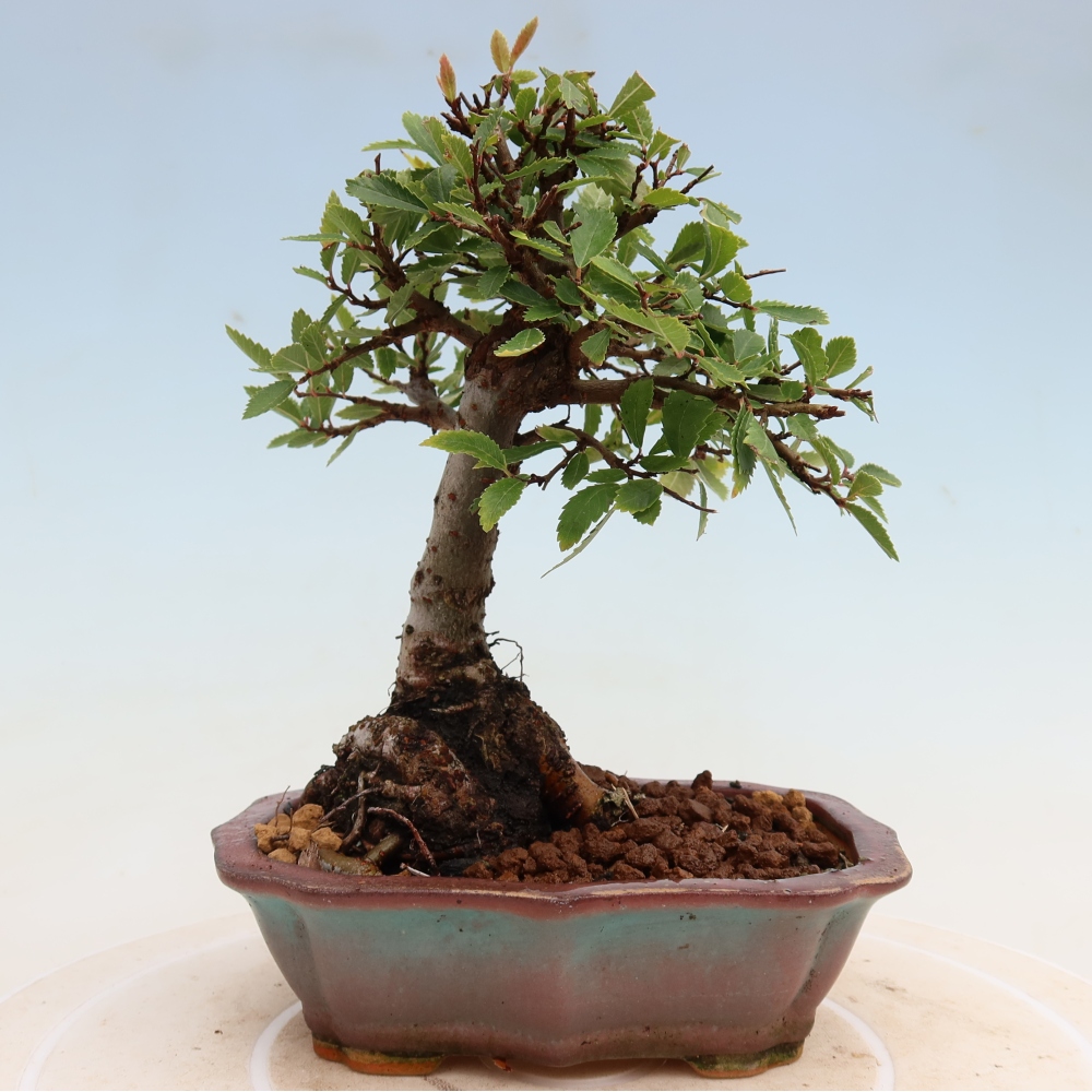 Bonsai da esterno - Zelkova - Zelkova NIRE
