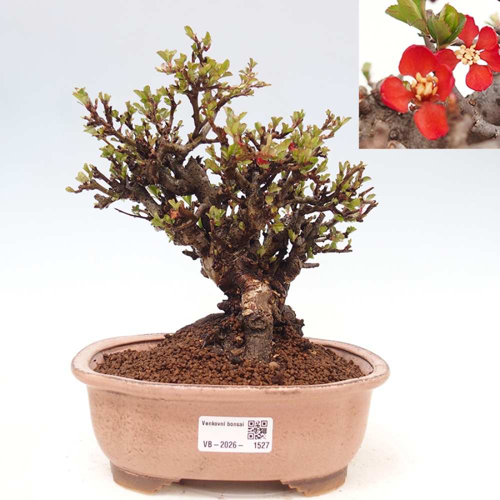 Bonsai da esterno - Chaneomeles speciosa - Cotogno