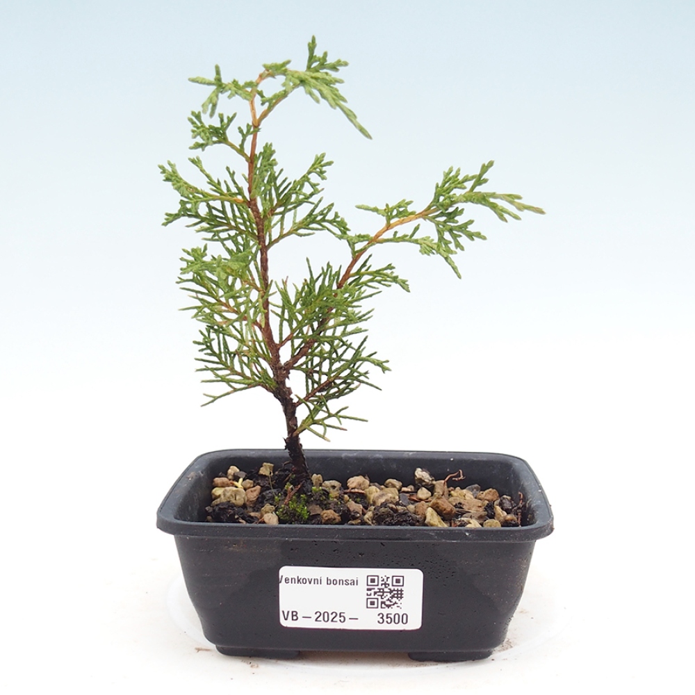 Bonsai da esterno - Juniperus chinensis Itoigawa
