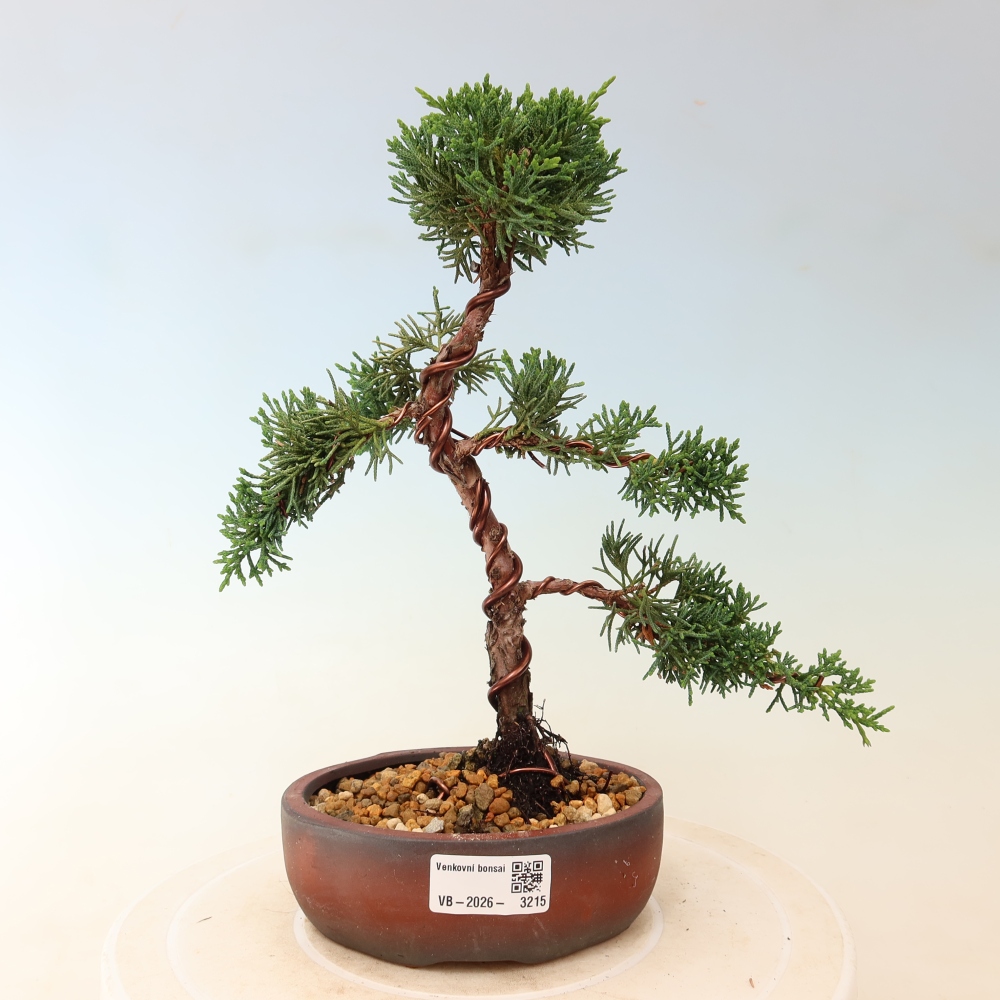 Bonsai da esterno - Juniperus chinensis Kishu
