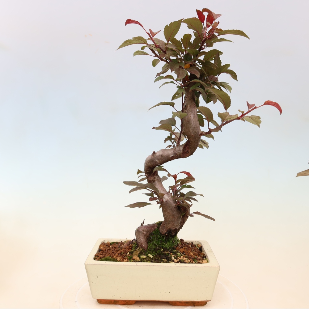 Bonsai da esterno -Malus domestica - Melo a piccoli frutti a foglie rosse
