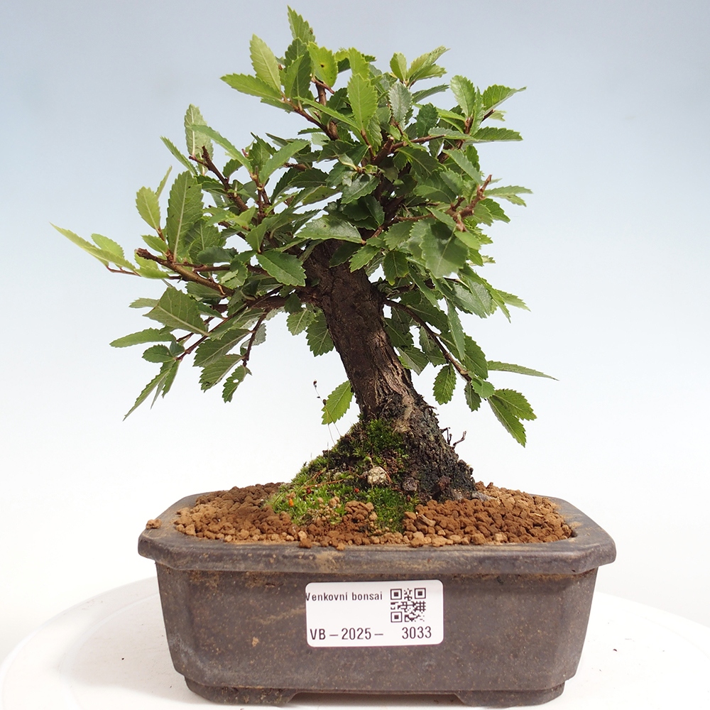 Bonsai da esterno - Zelkova - Zelkova NIRE