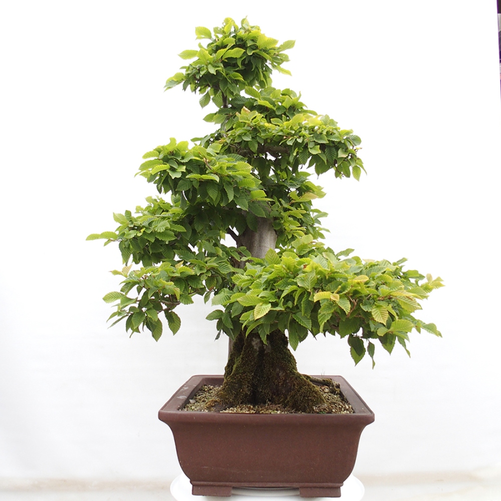 Bonsai da esterno - Carpino - Carpinus betulus