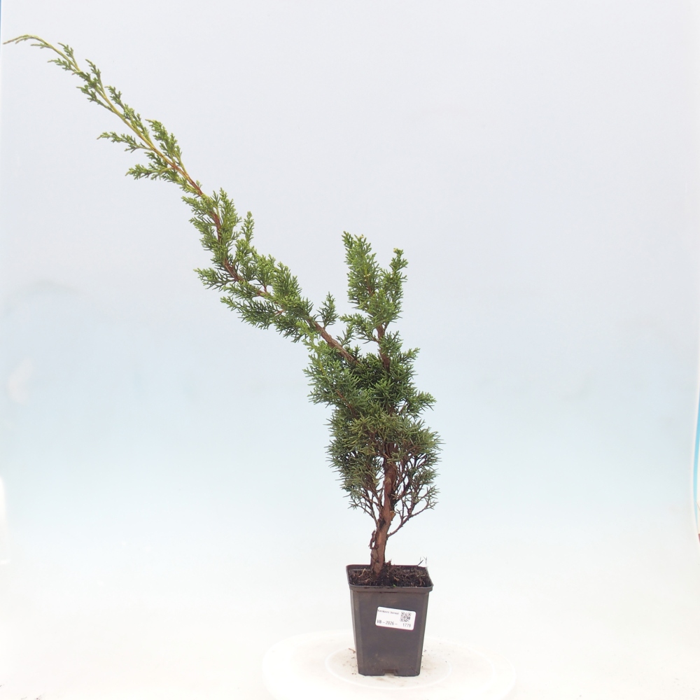 Bonsai da esterno - Juniperus chinensis Kishu