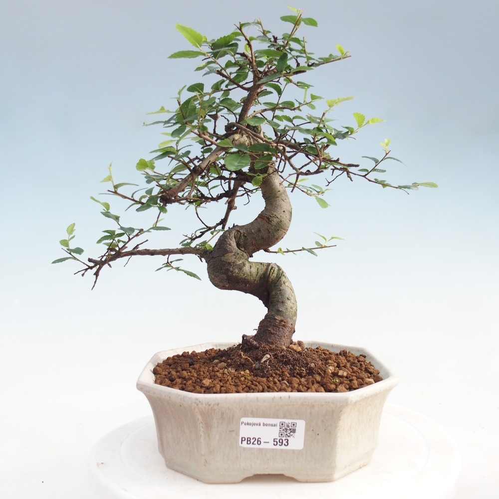 Camera bonsai - Ulmus parvifolia - Olmo a foglie piccole