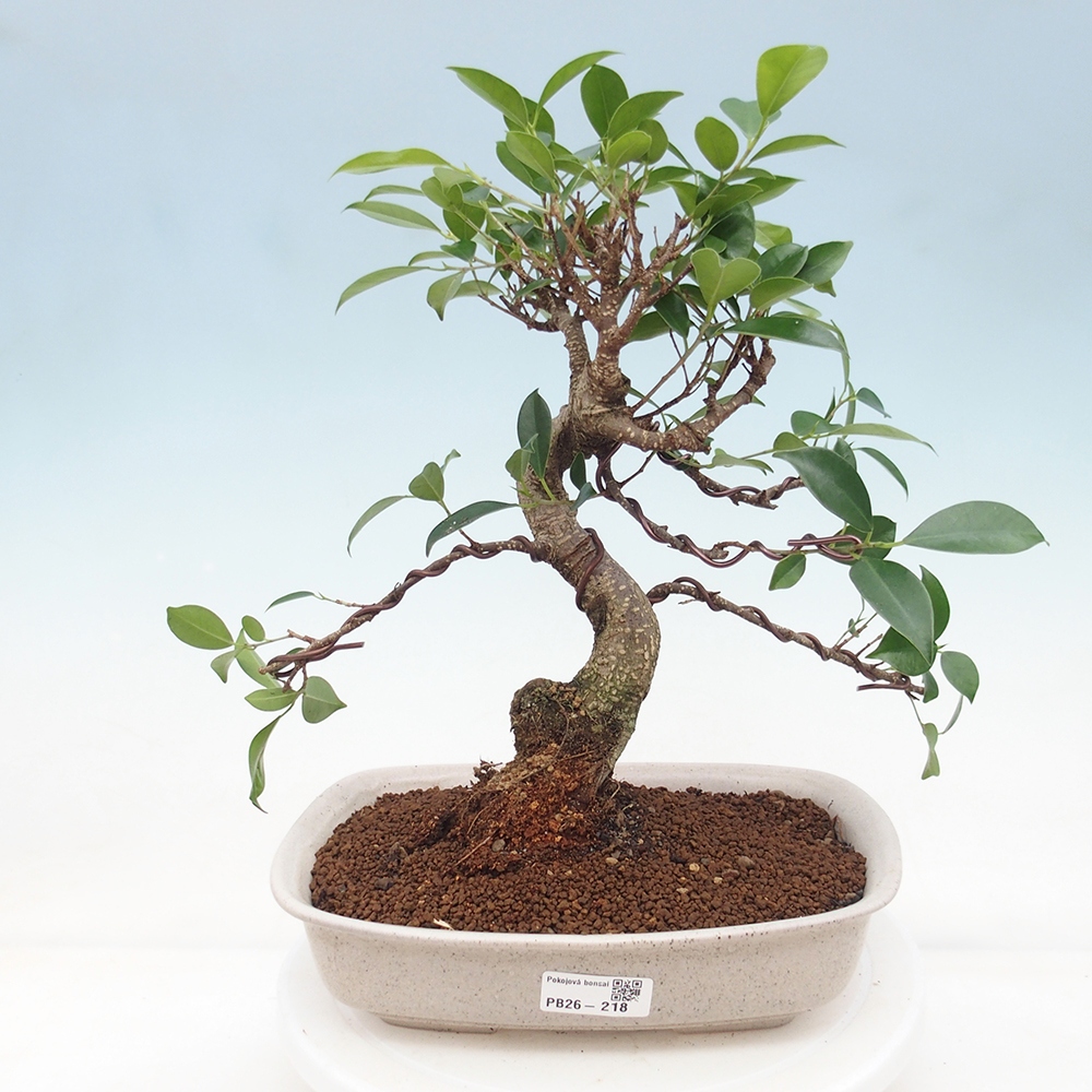 Camera bonsai - Ficus retusa - ficus a foglie piccole
