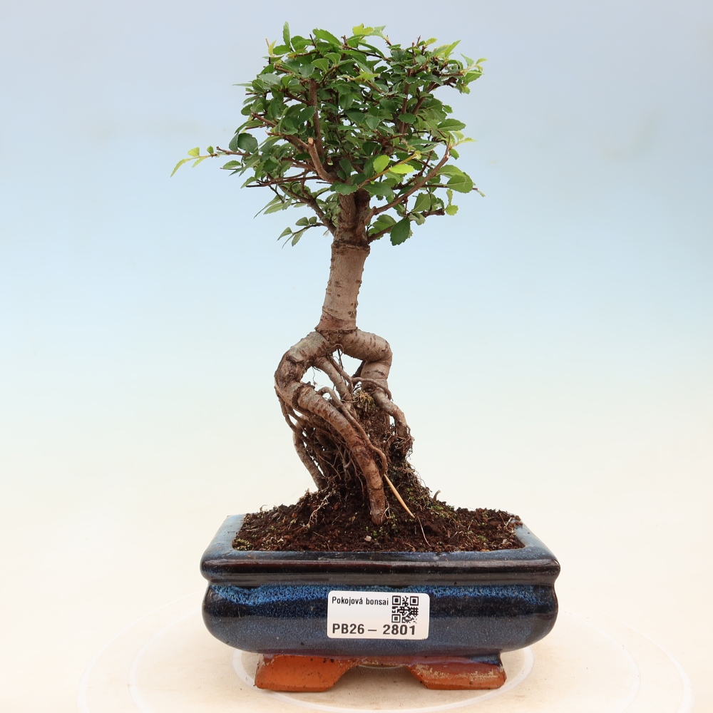 Camera bonsai - Ulmus parvifolia - Olmo a foglie piccole