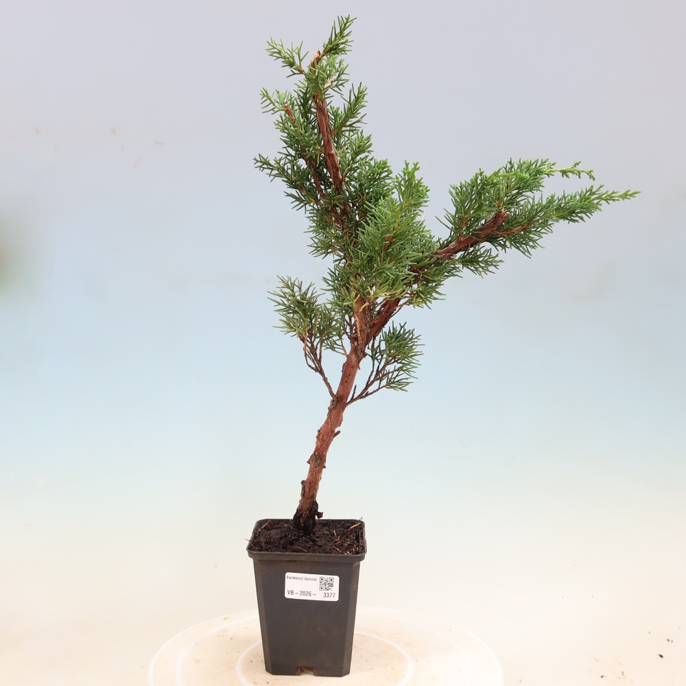 Bonsai da esterno - Juniperus chinensis Kishu
