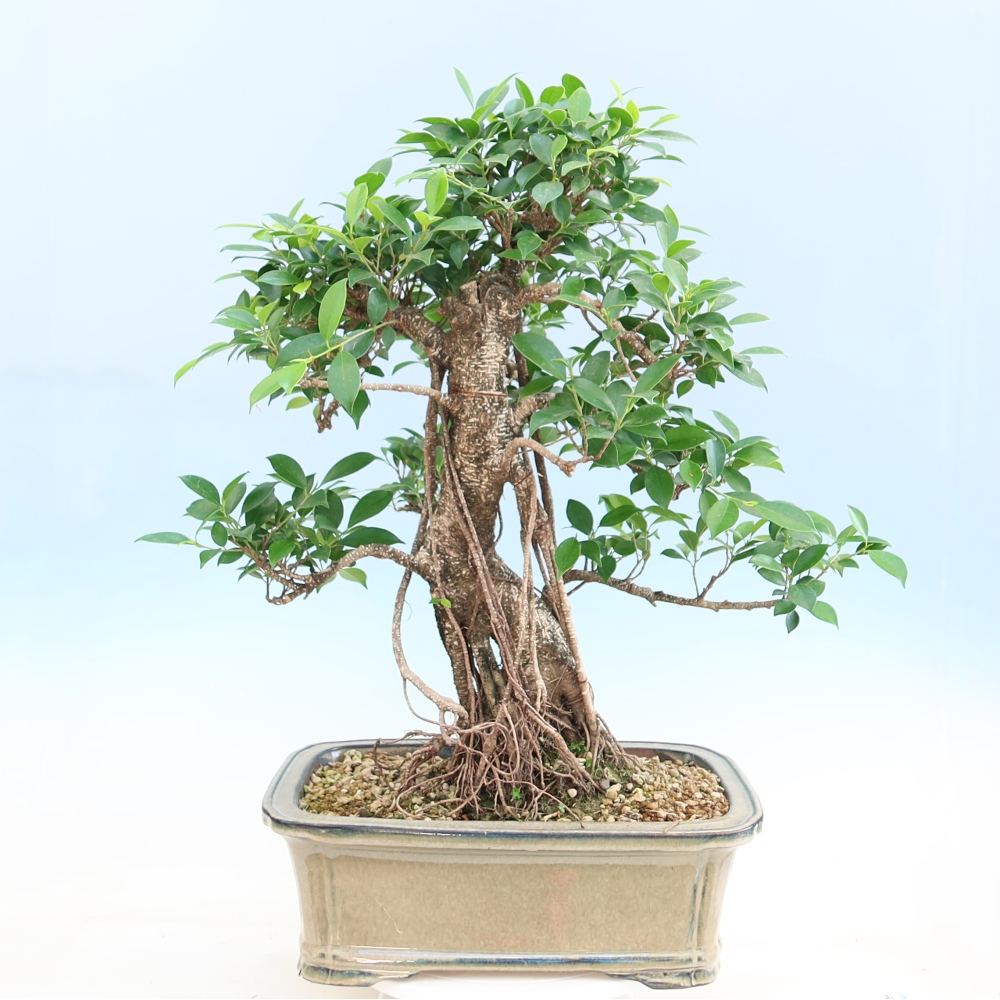 Camera bonsai - Ficus kimmen - ficus a foglie piccole