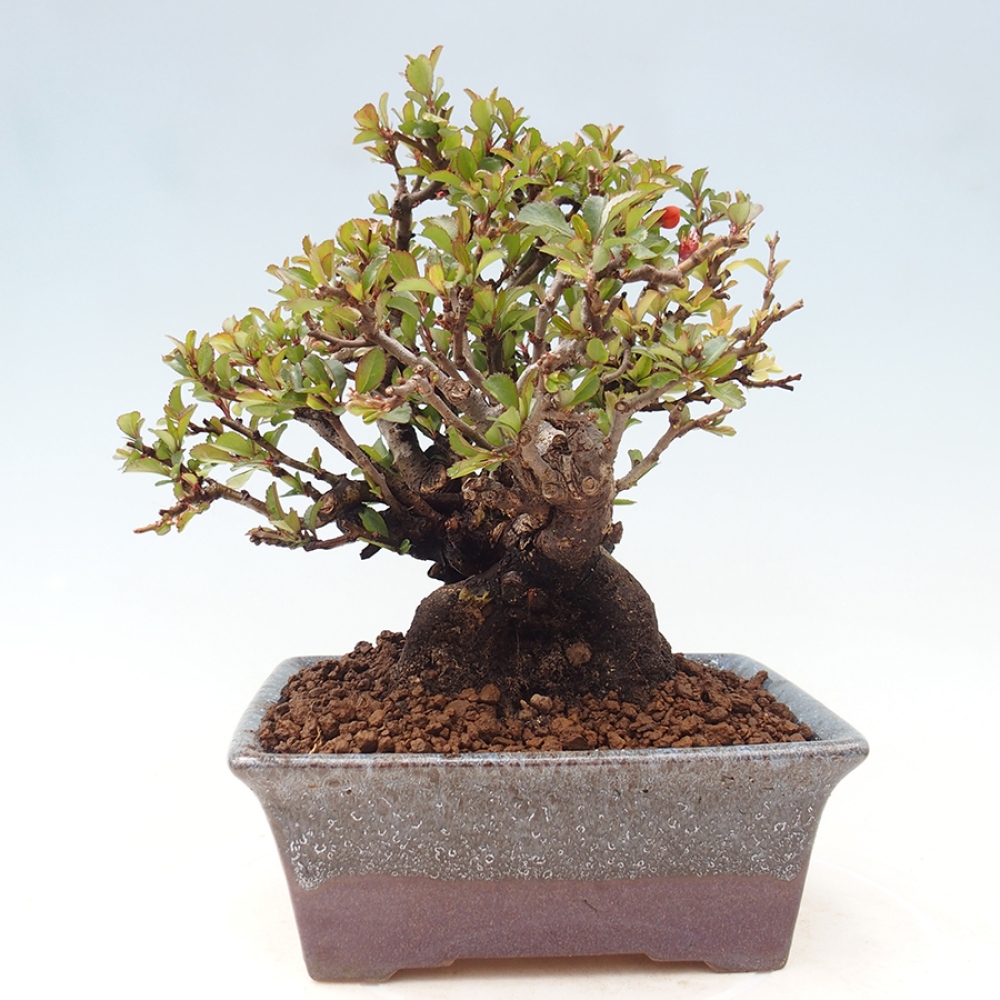 Bonsai da esterno - Chaneomeles speciosa - Cotogno