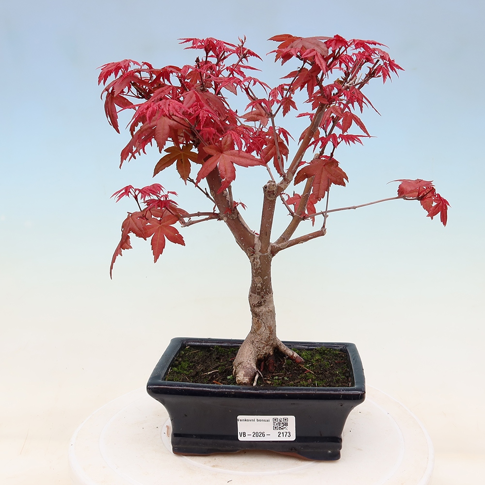 Bonsai da esterno - Acer palmatum DESHOJO