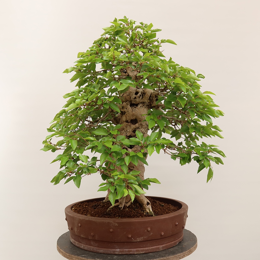 Bonsai da esterno -Carpinus Coreana - Carpino coreano