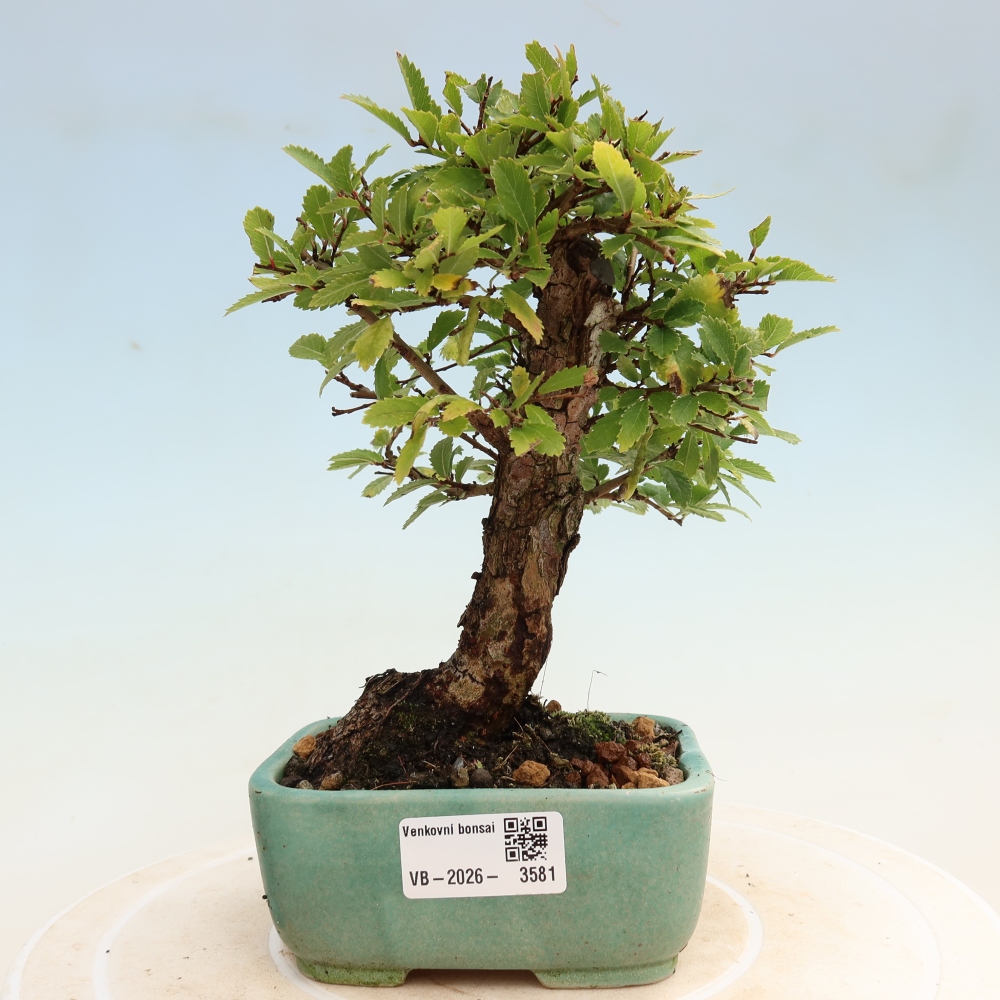 Bonsai da esterno - Zelkova - Zelkova NIRE