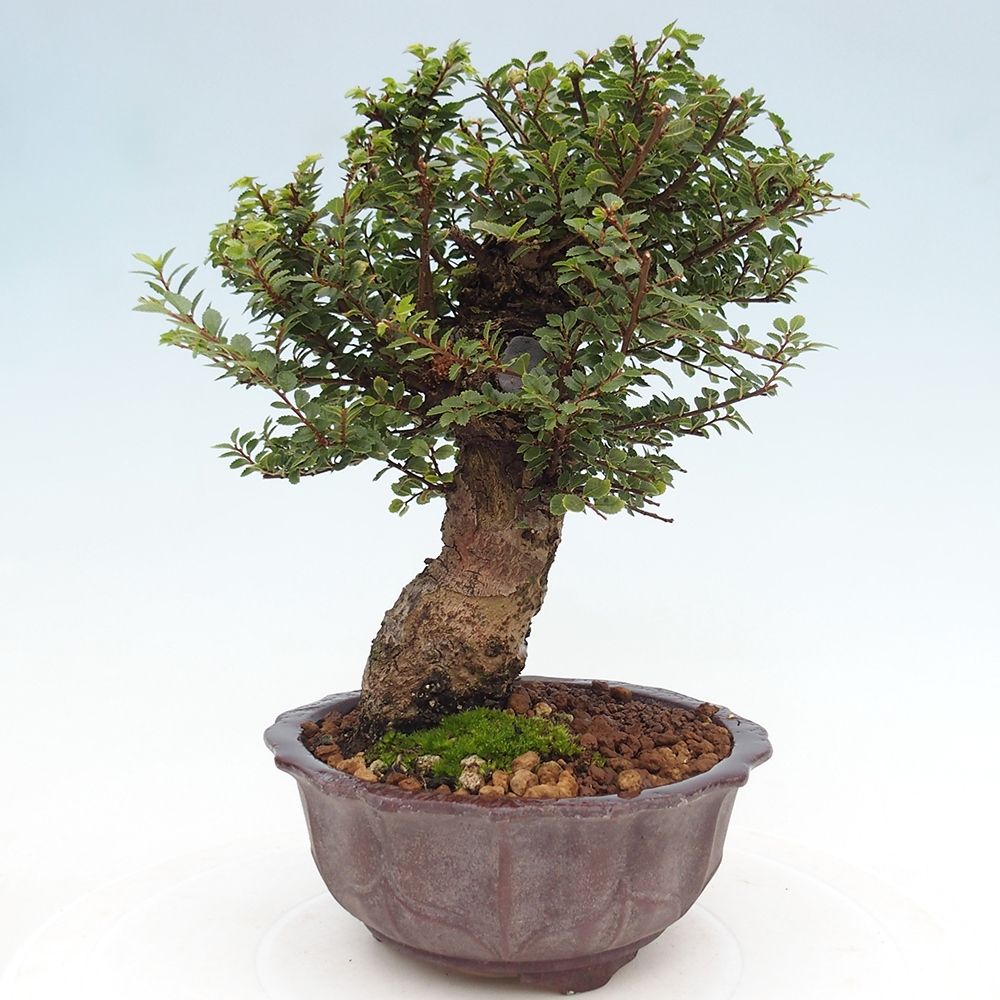 Bonsai da esterno - Ulmus parvifolia Hokkaido - Olmo cinese