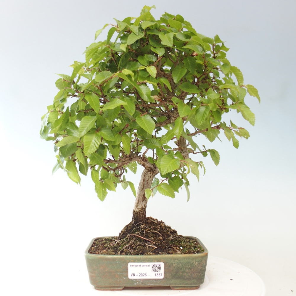 Bonsai da esterno -Carpinus CARPINOIDES - Carpino coreano