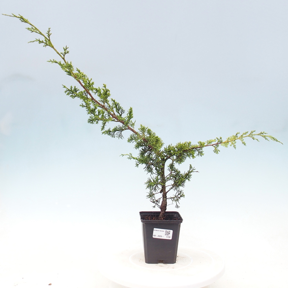 Bonsai da esterno - Juniperus chinensis Itoigawa