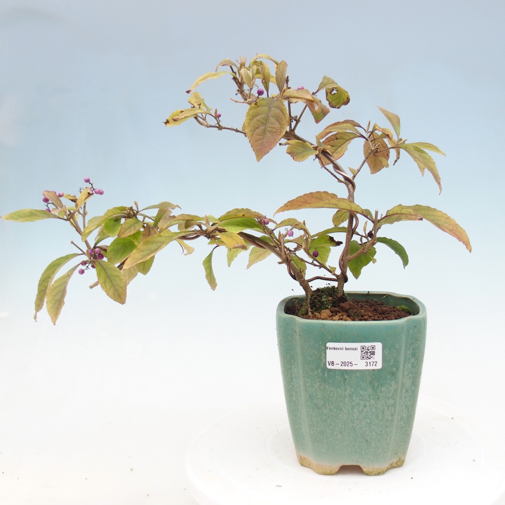 Bonsai da esterno - Callicarpa bodinierova profusione
