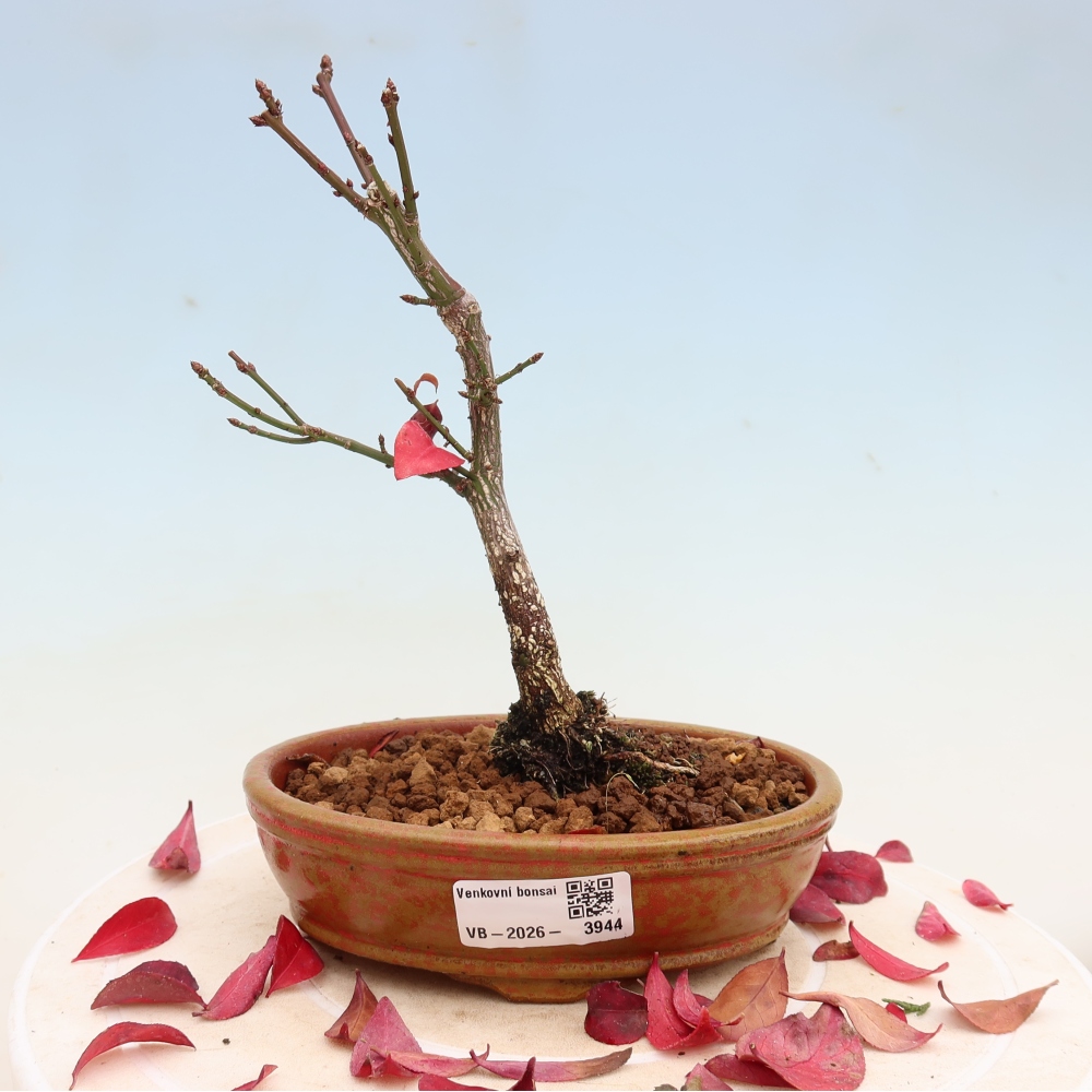 Bonsai da esterno -  Euonymus alatus comactus  - euonymus alato