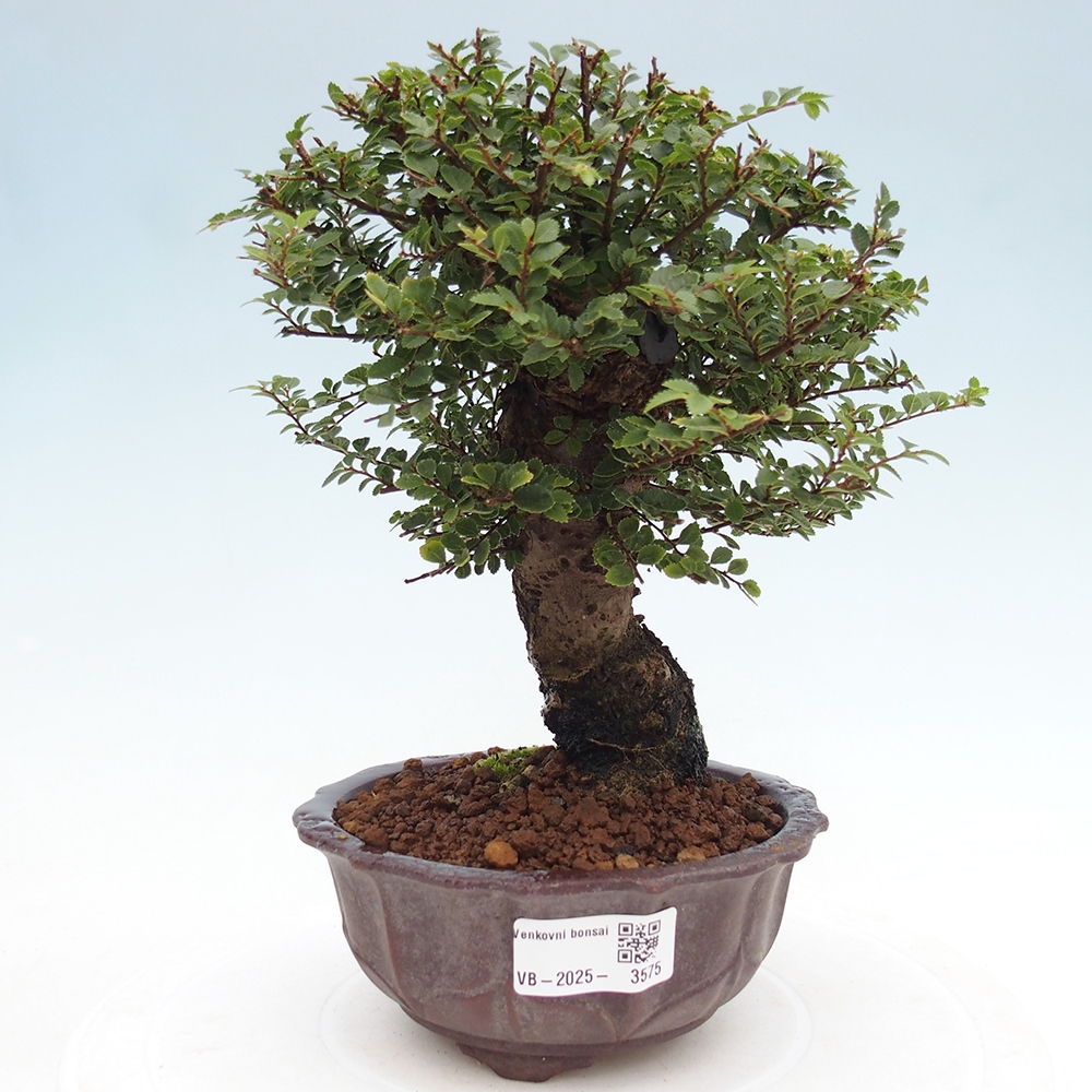 Bonsai da esterno - Ulmus parvifolia Hokkaido - Olmo cinese