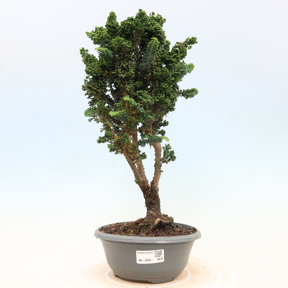 Bonsai da esterno - Cham. obtusa SEKKA HINOKI - Cipresso